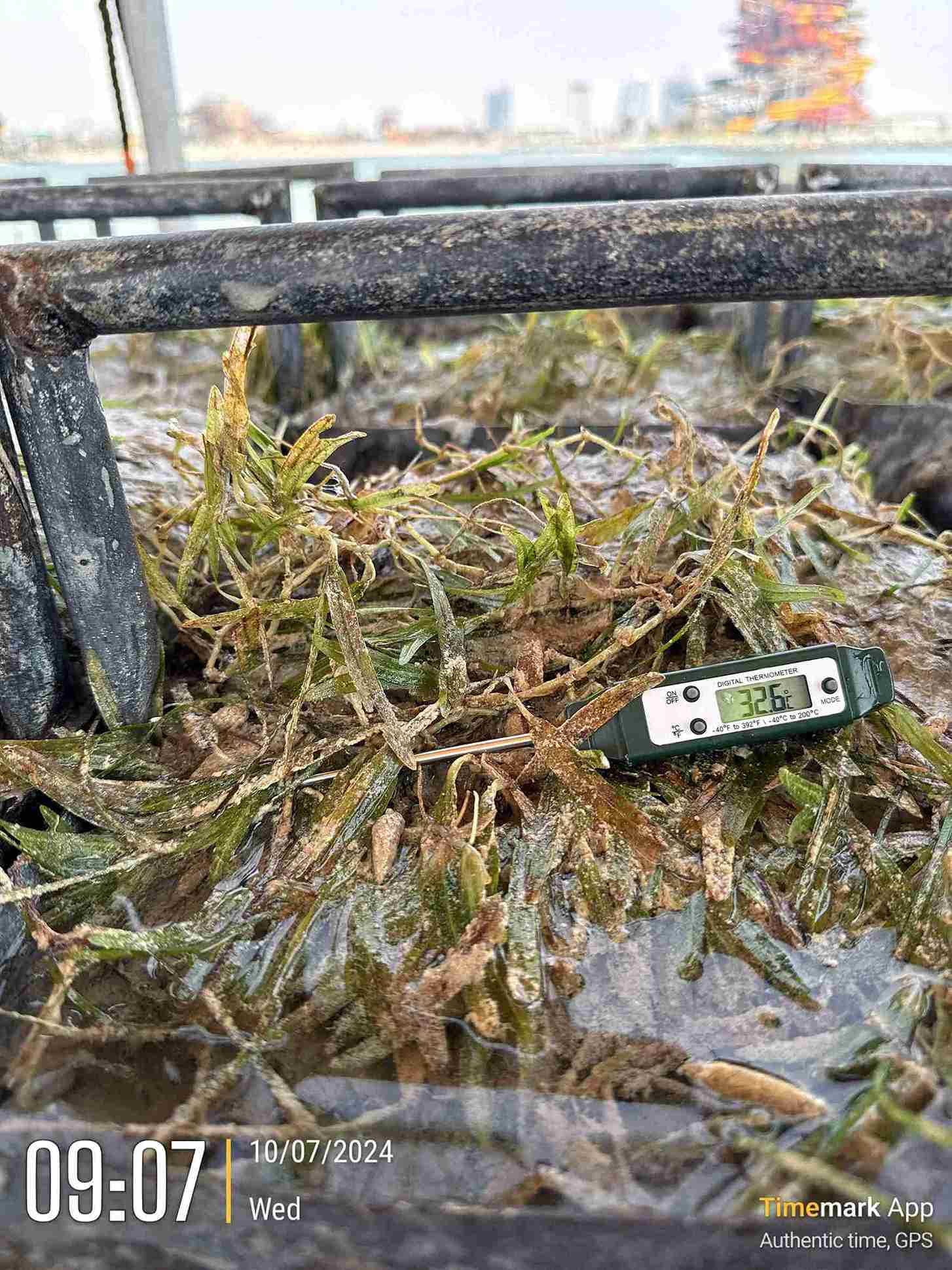 Implementation/Re-location of Seagrass – Qetaifan Islands South